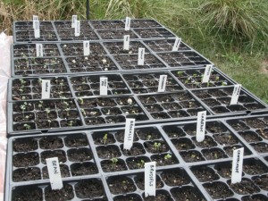 288 seed tray cells