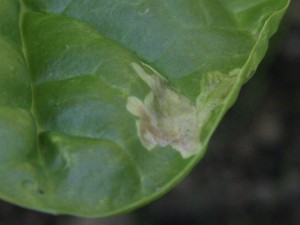 Top - Spinach Leaf Miner Damage
