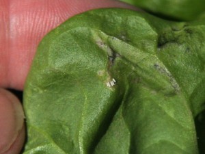 Underside - Empty Spinach Leaf Miner Eggs