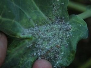 Aphids on broccoli